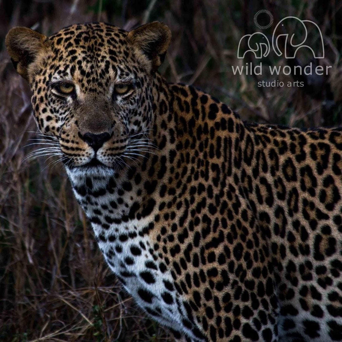 A close-up portrait of a leopard, its distinctive spotted coat and alert expression clearly visible.
