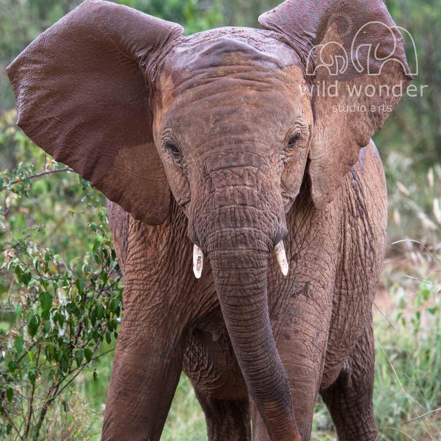 A young elephant with large ears standing in a grassy area, with trees and foliage in the background.