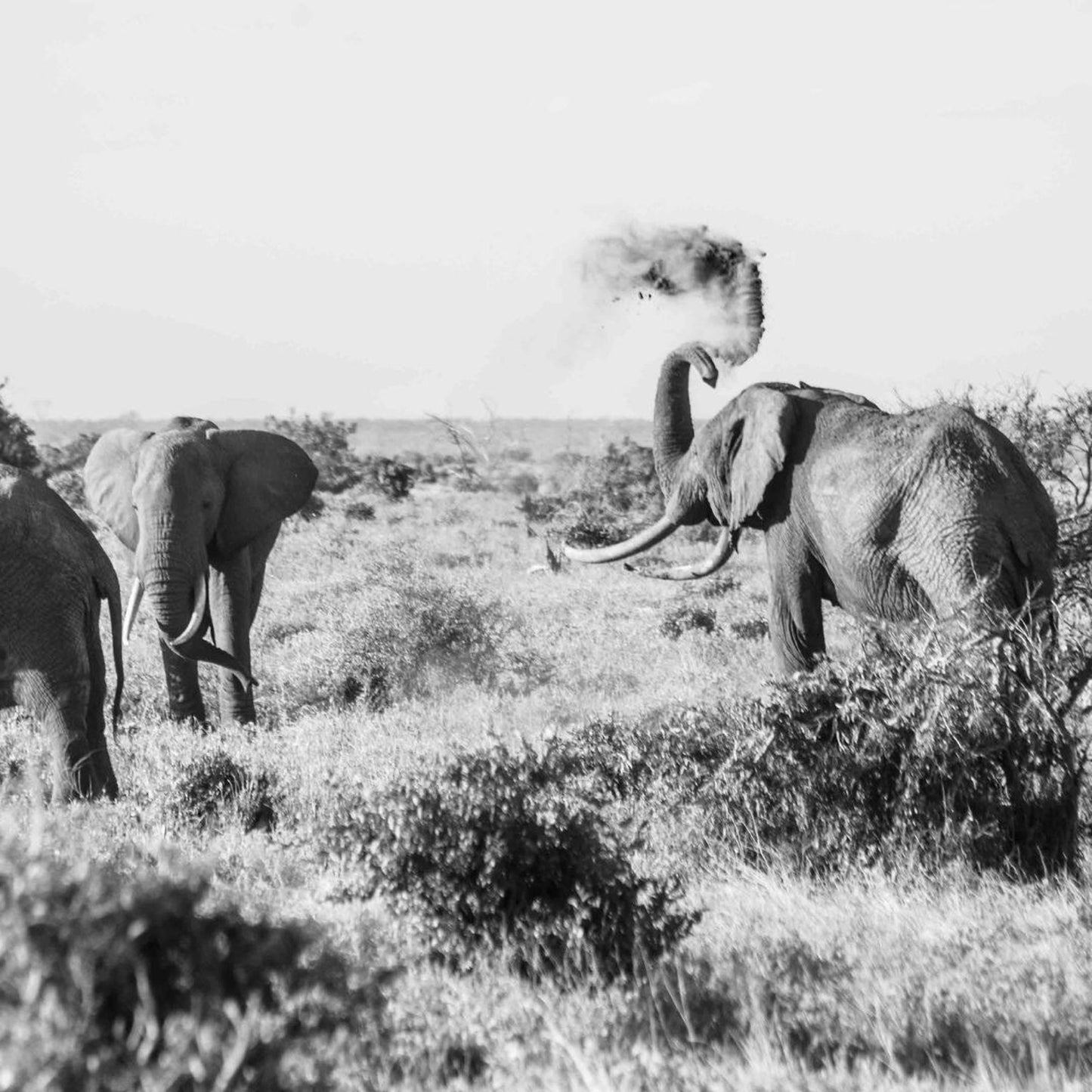 A black and white image of three elephants in a grassy field, with one elephant raising its trunk and blowing dust.