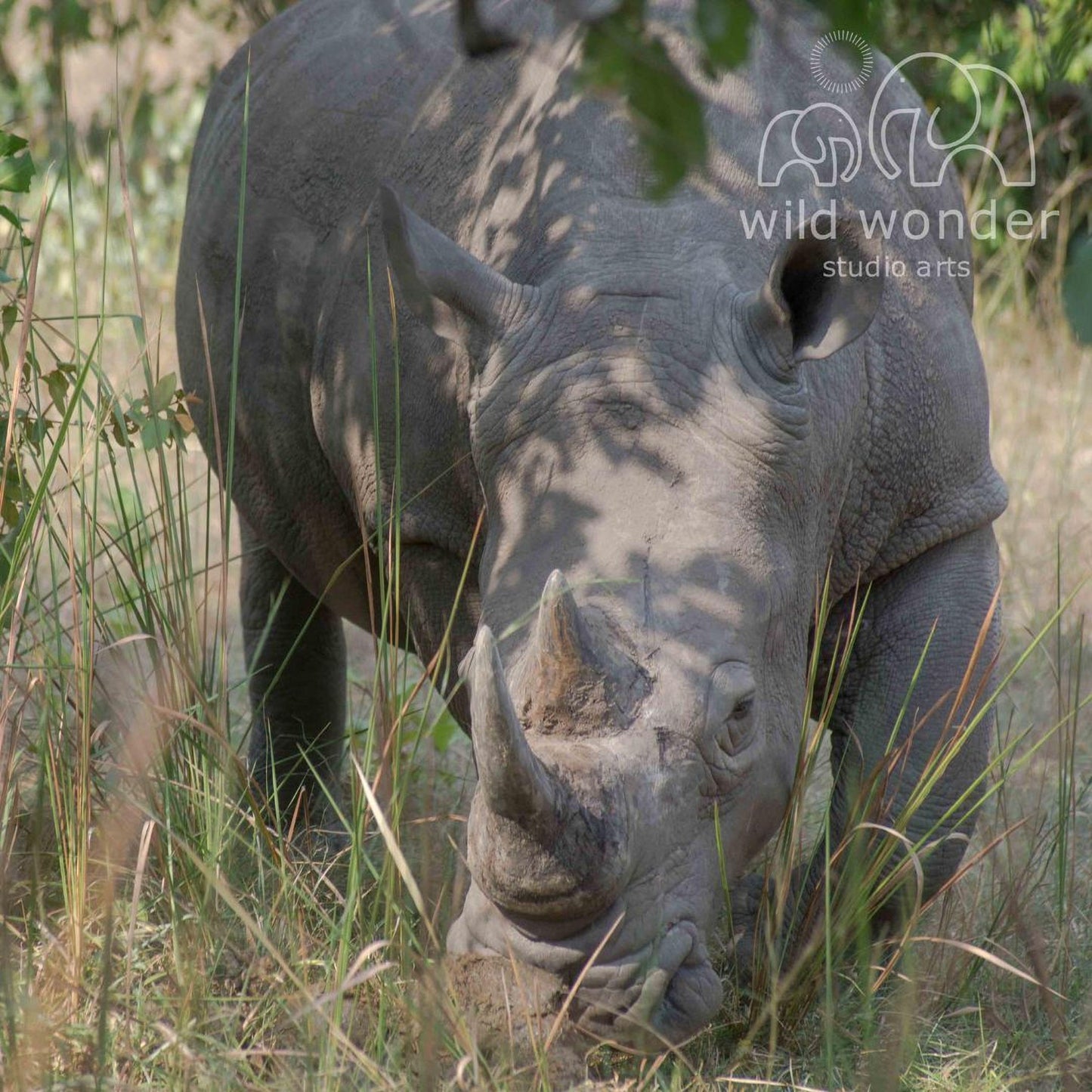 A rhinoceros grazing in a grassy field, with its head lowered and horns visible.