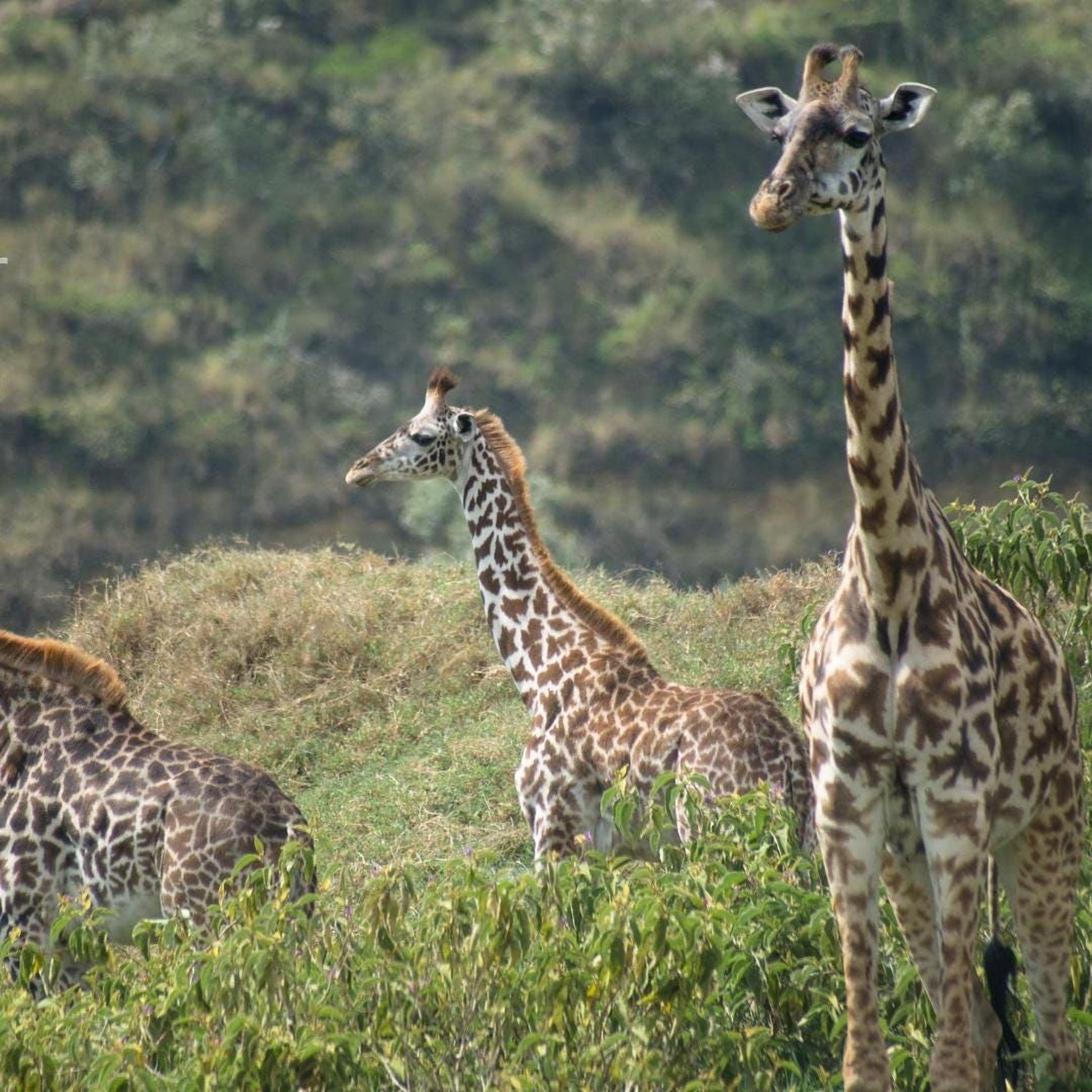 A group of giraffes standing in a grassy field with trees in the background.