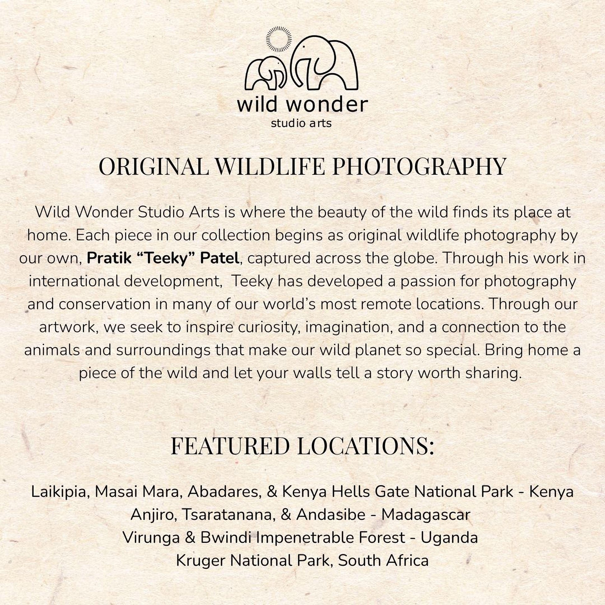 The image is a collection of wildlife photography pieces from various locations around the world, showcasing the beauty of the wild and the passion for photography in different environments.