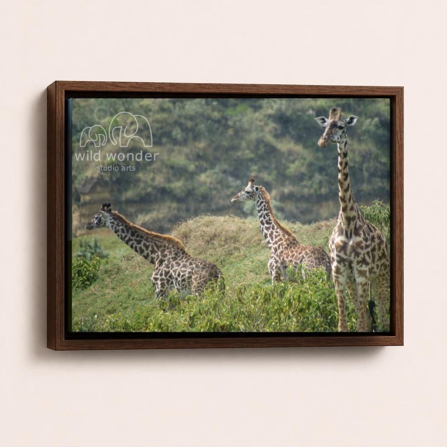 A group of giraffes standing in a grassy field, with trees in the background.