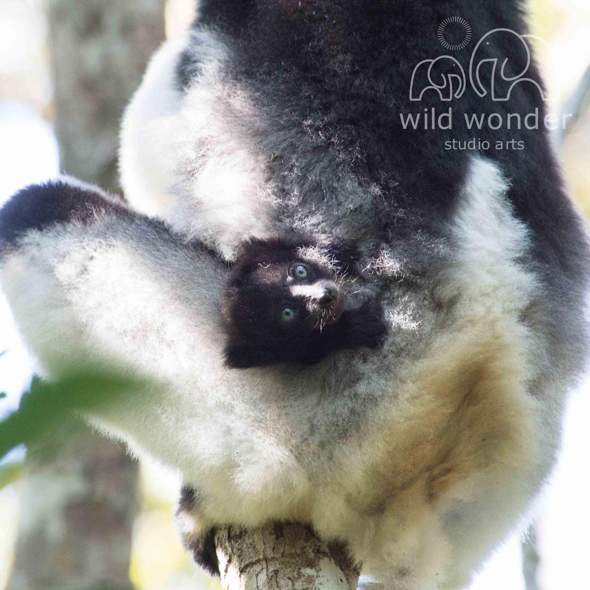 A close-up image of a lemur, a type of primate, hanging upside down from a tree branch.