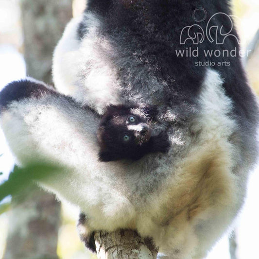 A close-up image of a lemur, a type of primate, hanging upside down from a tree branch.