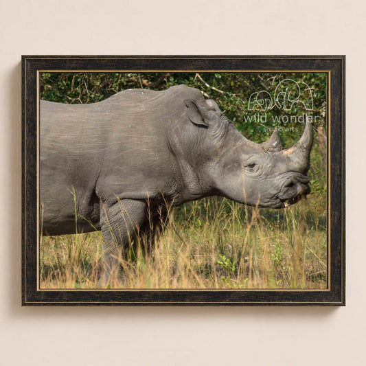 A rhinoceros standing in a grassy field with trees in the background.
