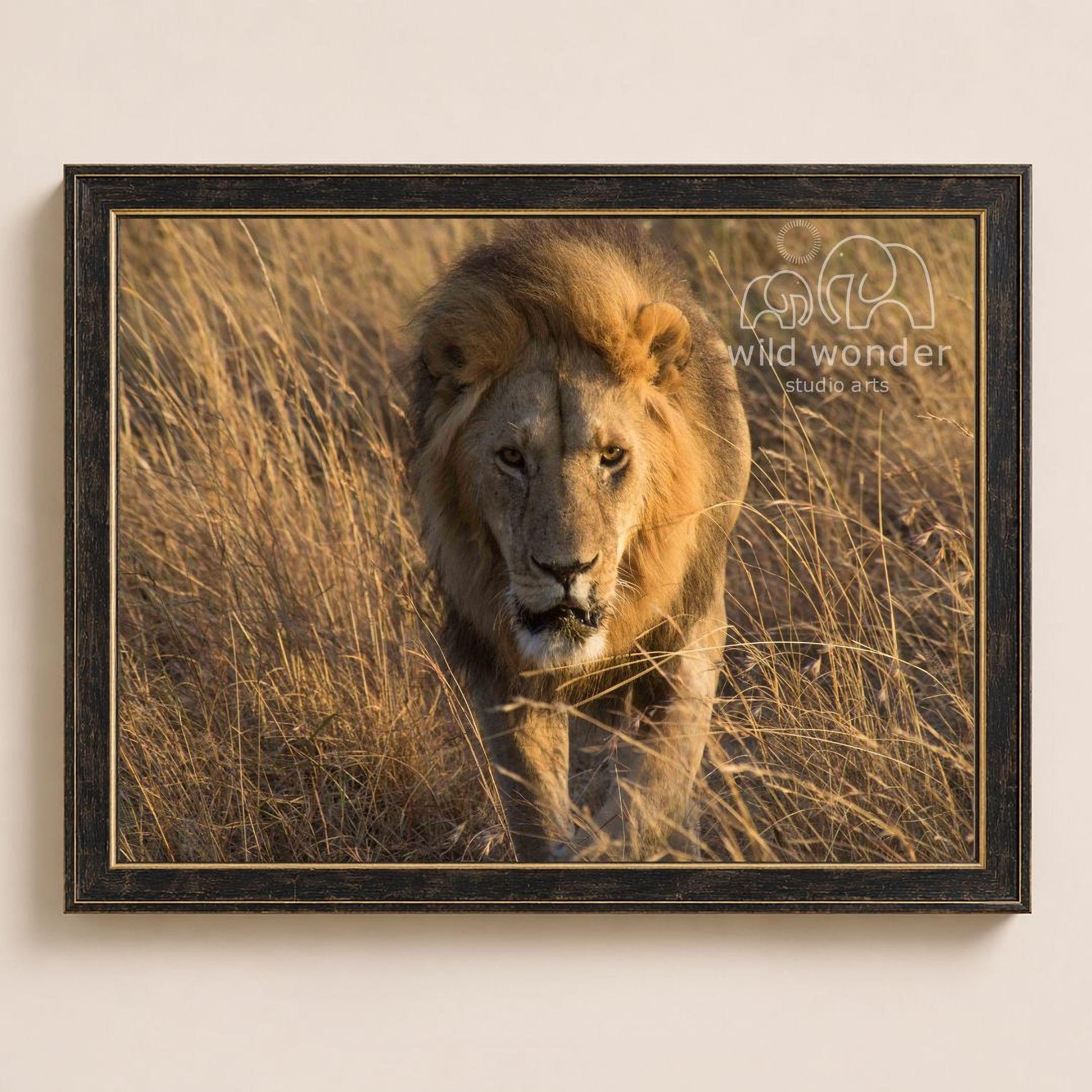 A majestic lion strides through a field of tall grass, its golden mane flowing in the wind.