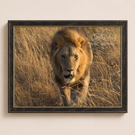 A majestic lion strides through a field of tall grass, its golden mane flowing in the wind.