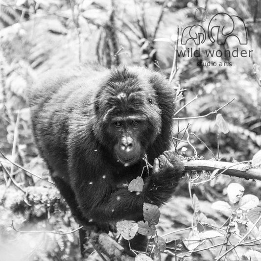 A close-up black and white image of a gorilla perched on a tree branch, with the gorilla's face and upper body prominently featured.