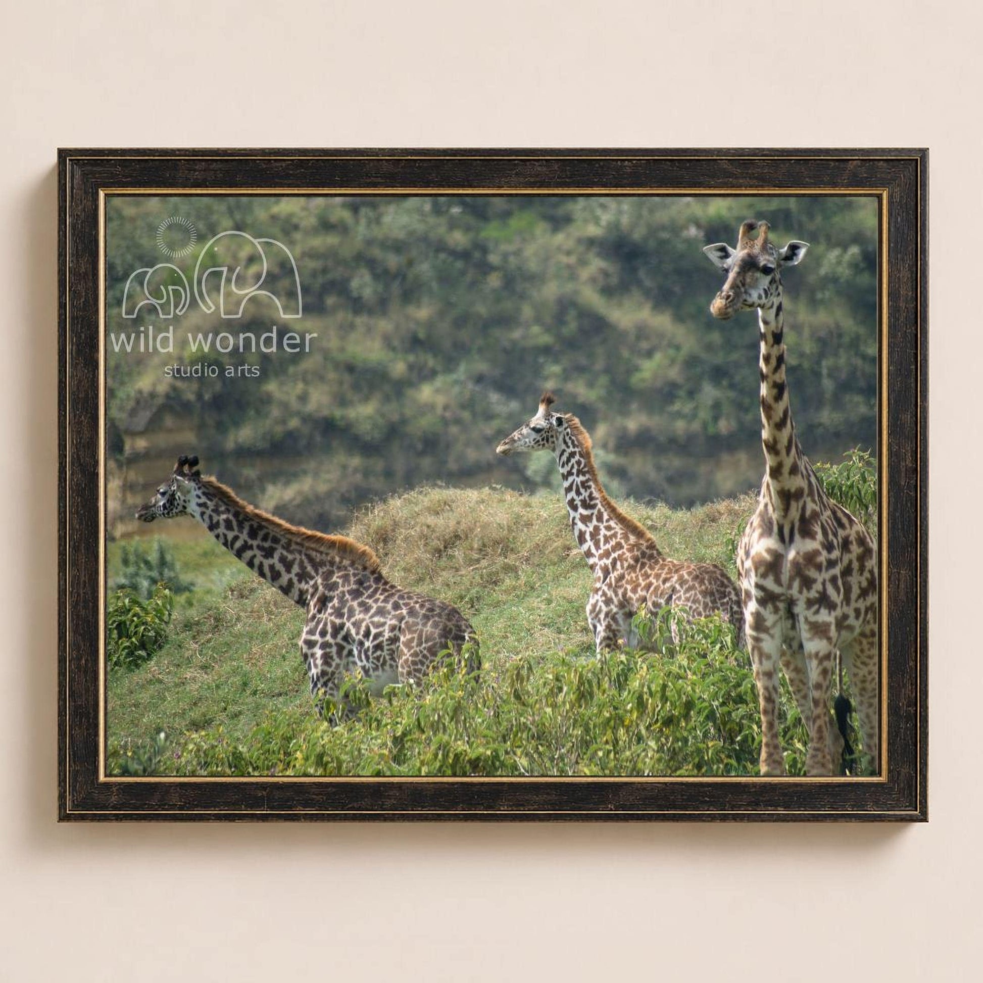 A group of three giraffes standing in a grassy field, with a forested background visible through the frame.