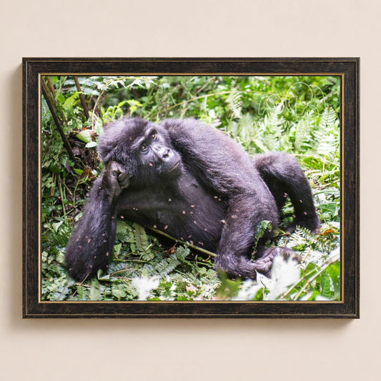 A black gorilla is sitting in a lush, green forest environment, surrounded by dense foliage and vegetation.