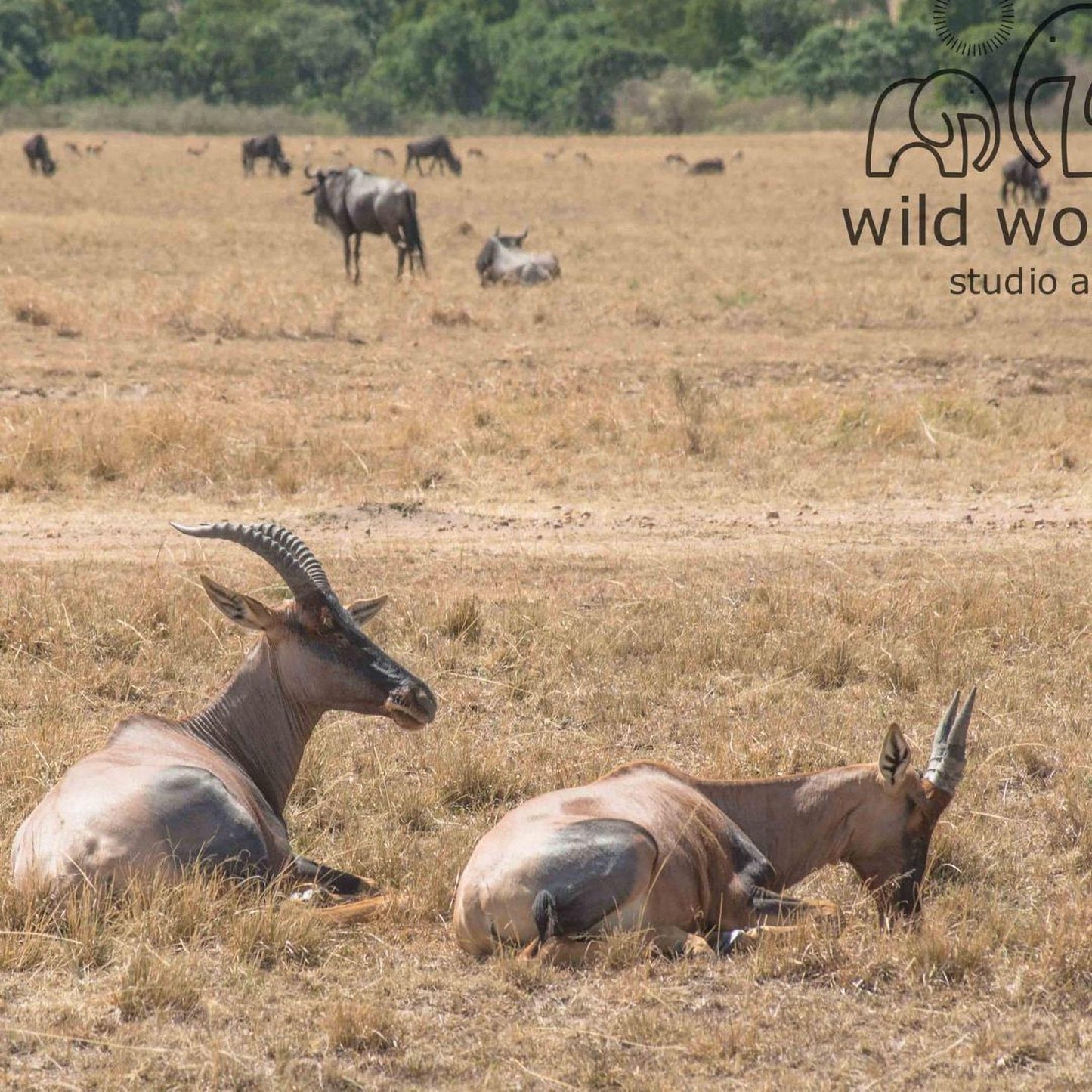 A herd of wildebeest resting in a dry grass field, with a studio logo visible in the background.
