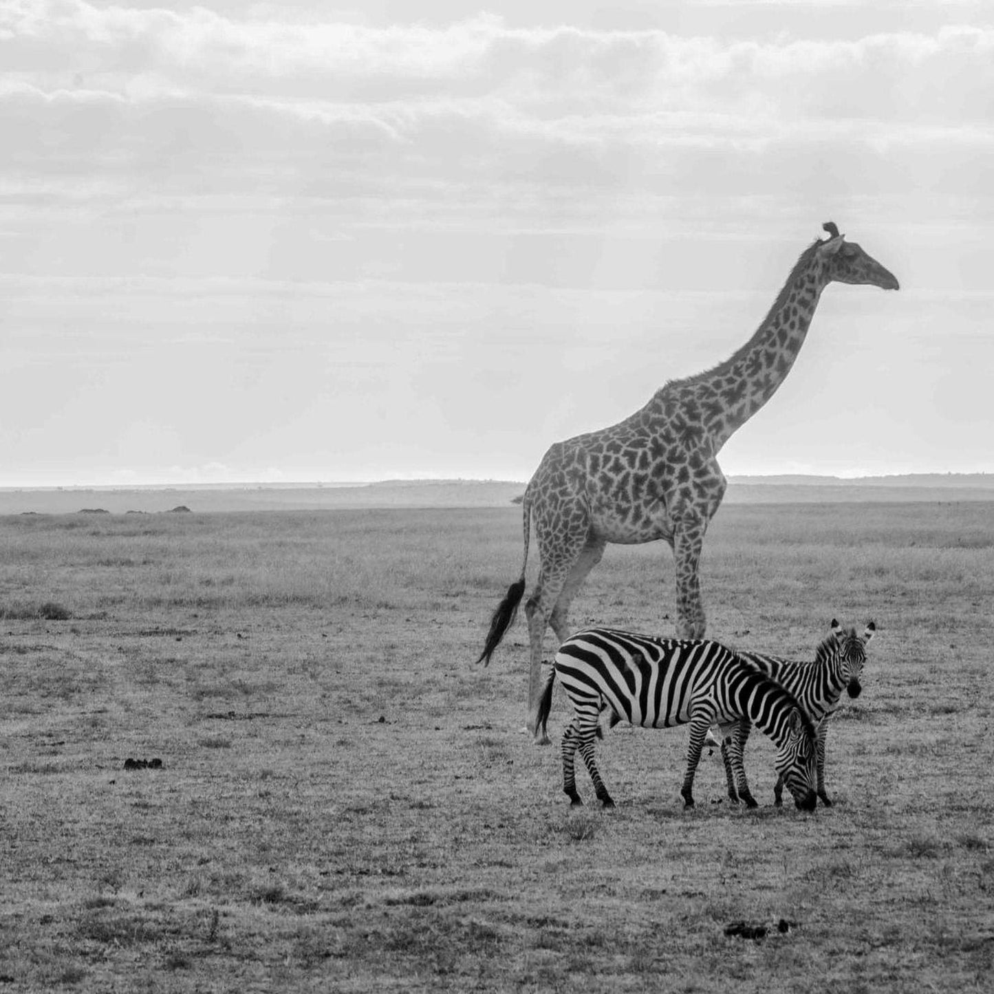 A giraffe and two zebras stand in a grassy field, with the giraffe towering over the zebras.