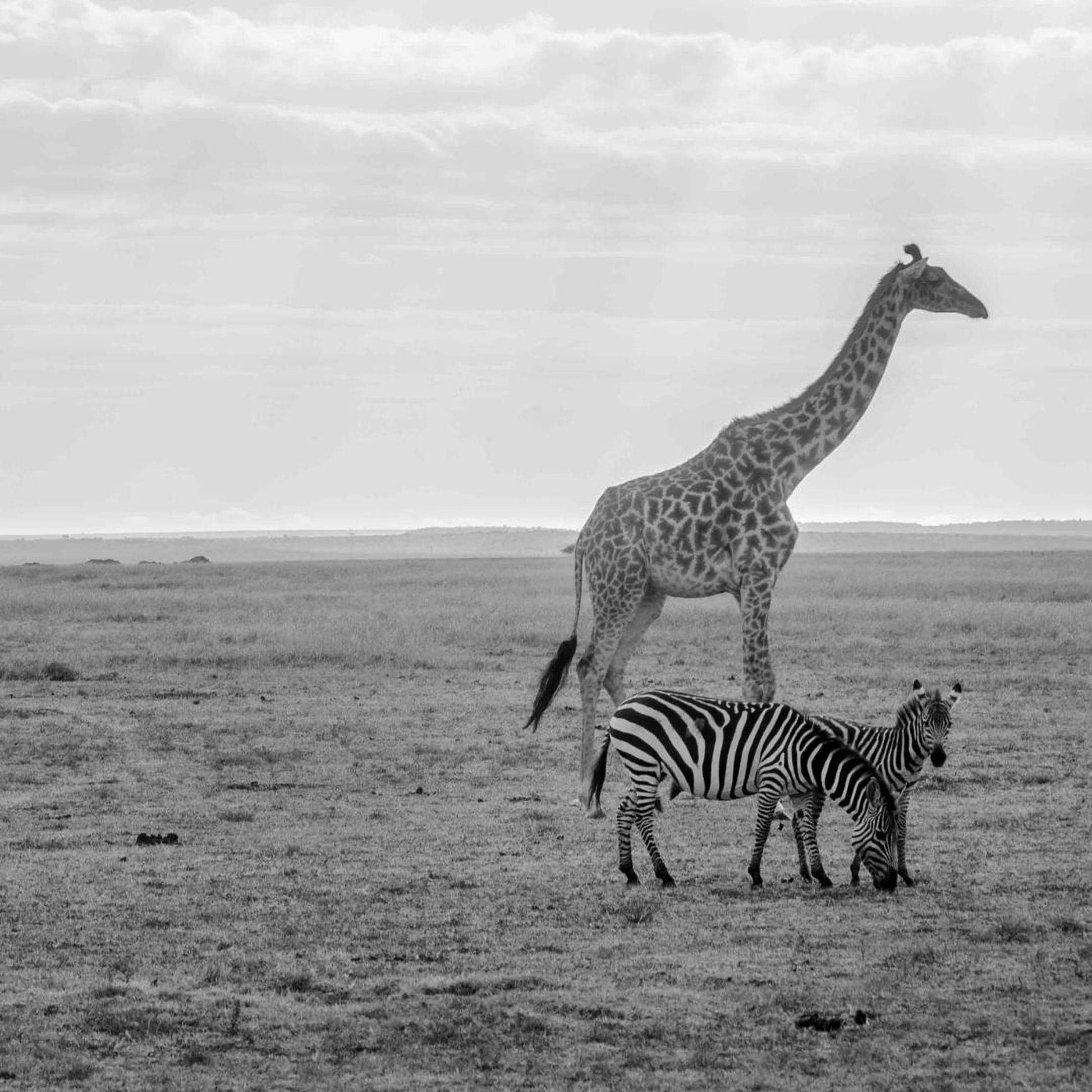 A giraffe and two zebras stand in a grassy field, with the giraffe towering over the zebras.