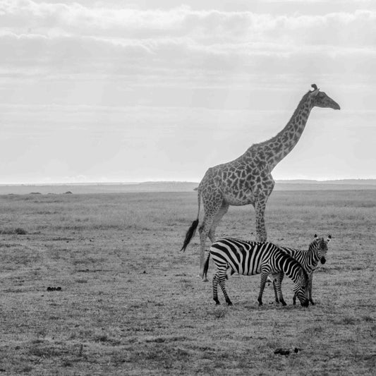 A giraffe and two zebras stand in a grassy field, with the giraffe towering over the zebras.