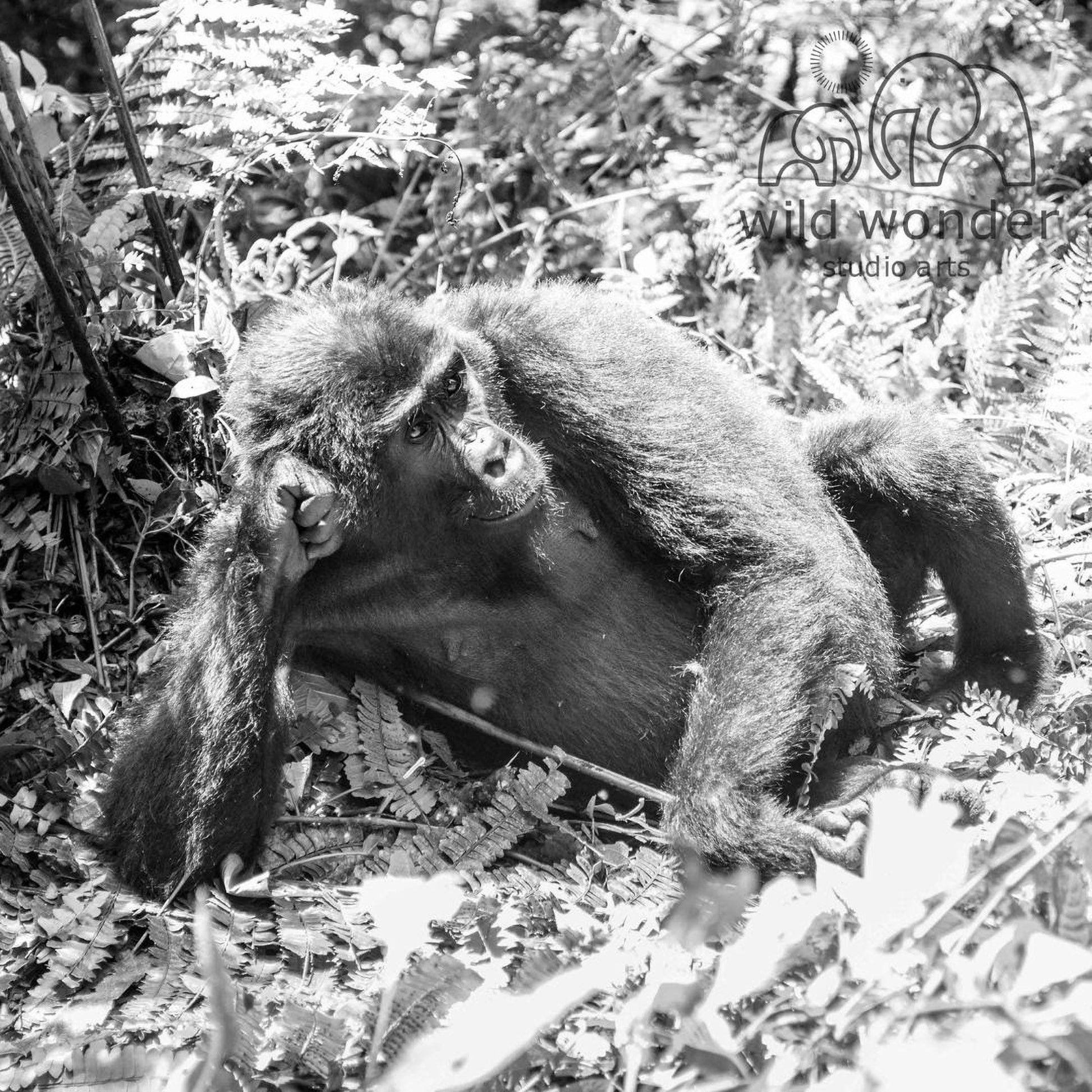 A black and white image of a monkey resting on the ground in a forested area.