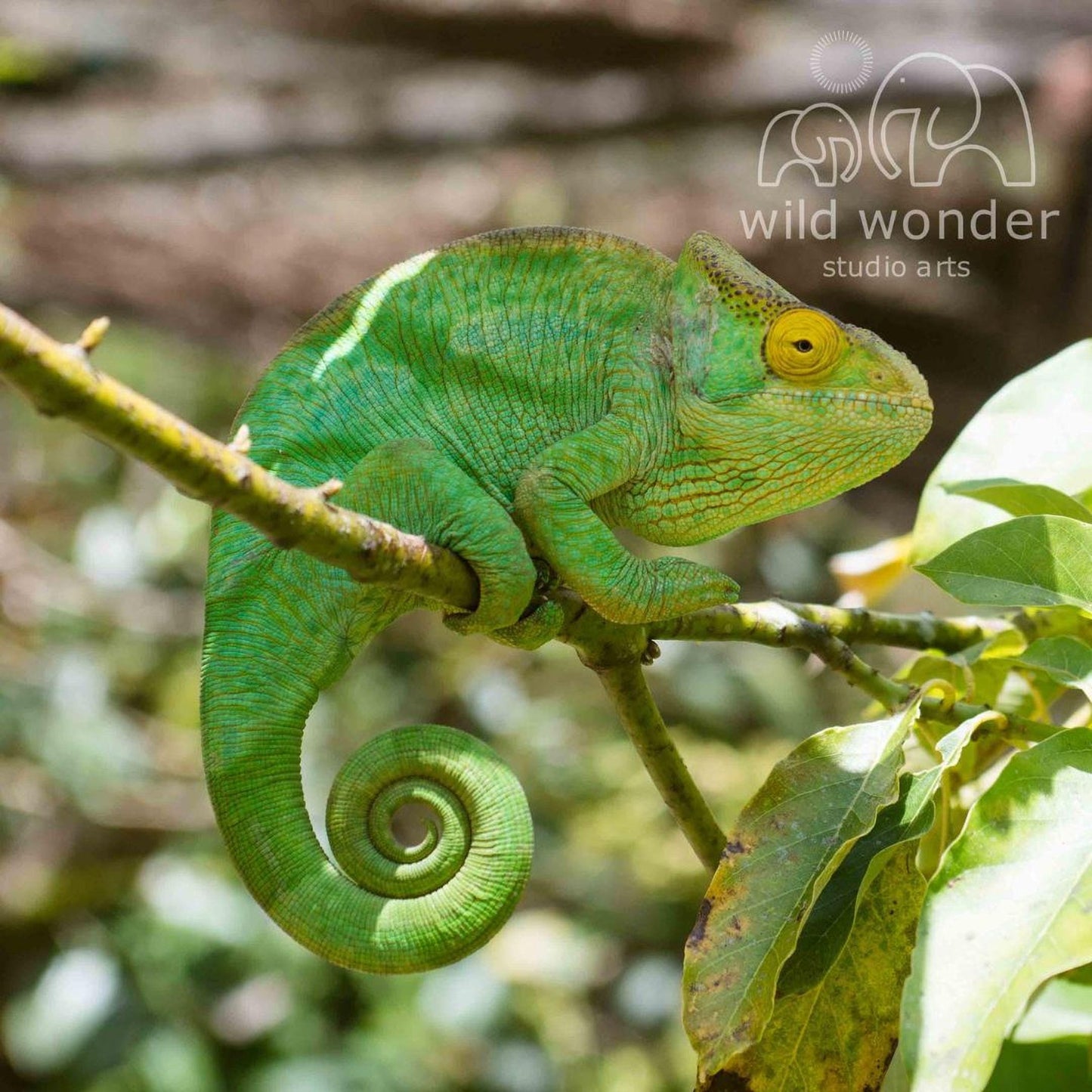 A green chameleon is perched on a branch, its vibrant color contrasting with the surrounding greenery.