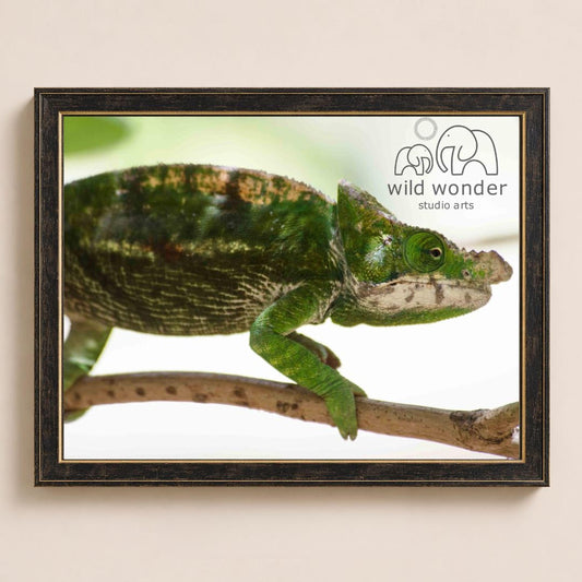 A chameleon is perched on a branch, its vibrant green color contrasting with the natural surroundings.