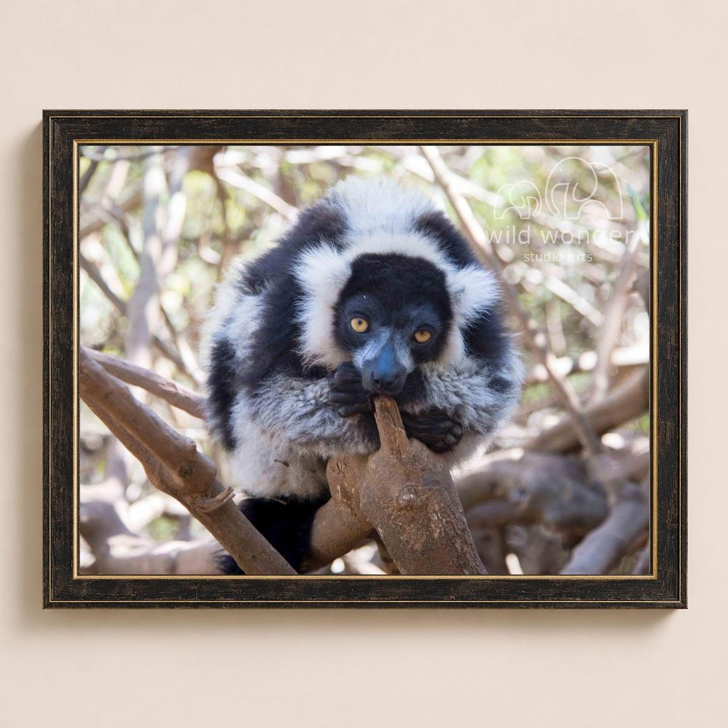 A lemur is sitting on a tree branch, looking directly at the camera.