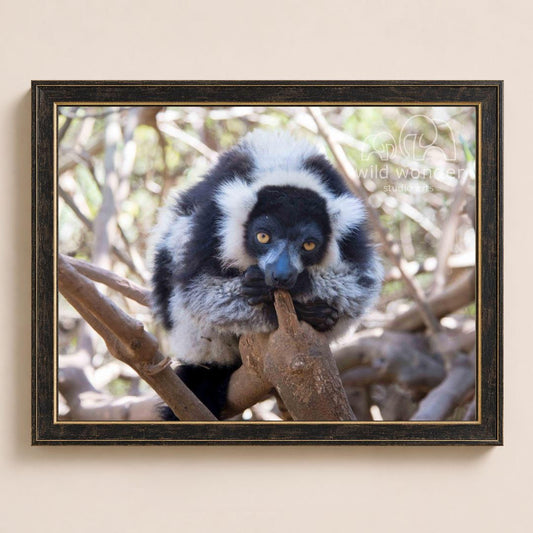 A lemur is sitting on a tree branch, looking directly at the camera.