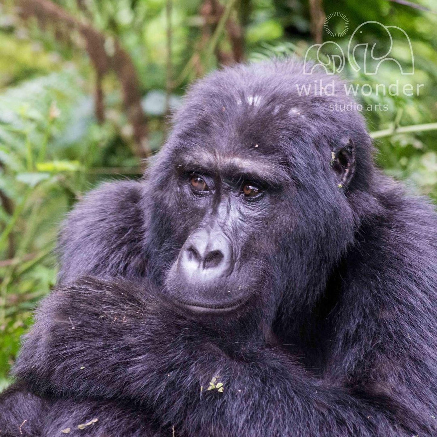 A close-up portrait of a gorilla, with its dark fur and intense gaze, set against a lush, green forest background.