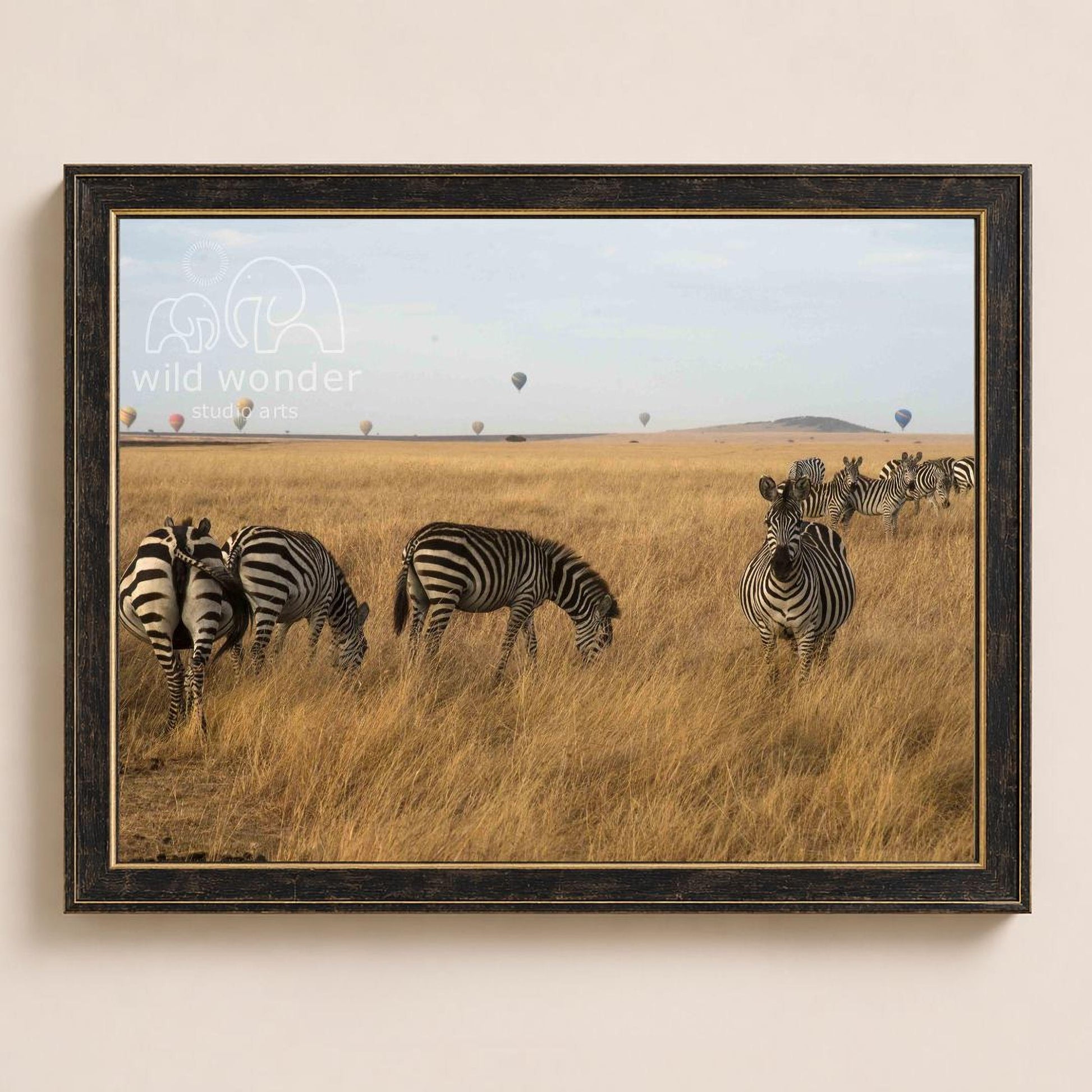 A group of zebras grazing in a field with hot air balloons in the background.