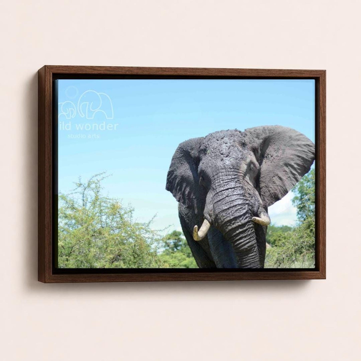 A large gray elephant with tusks stands in a lush green forest, its ears flapping gently.