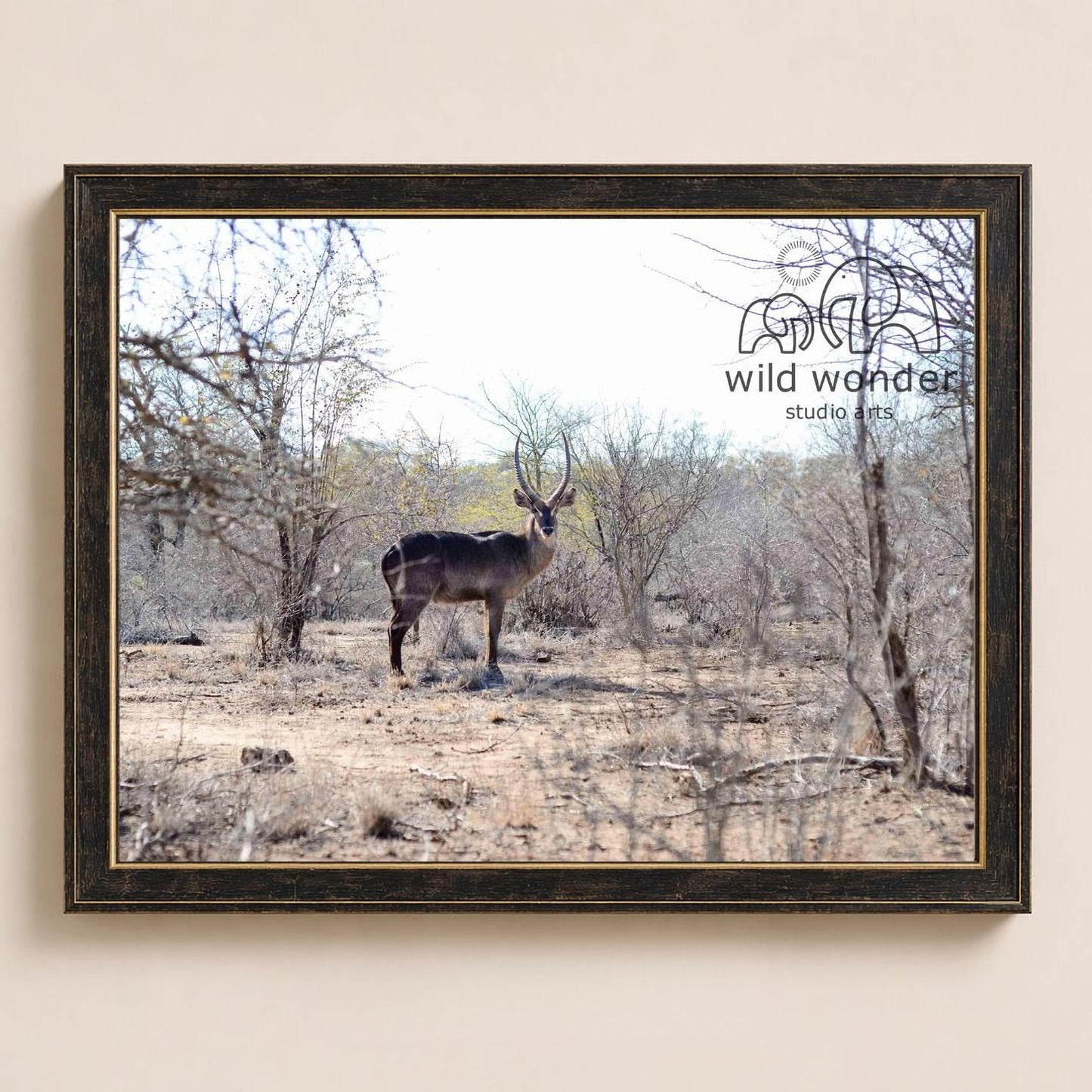 A lone gazelle stands in a dry, barren landscape, its antlers reaching towards the sky.