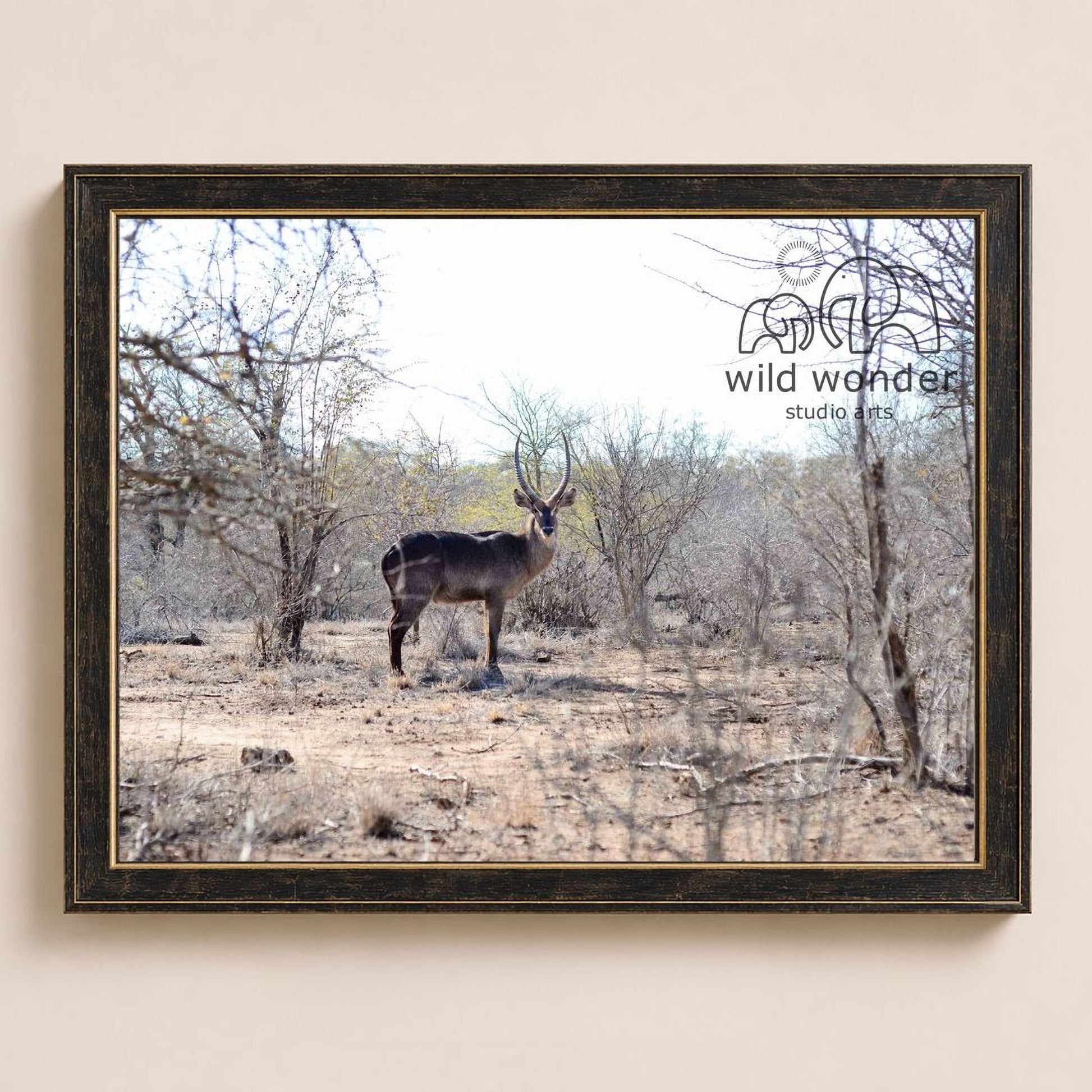A lone gazelle stands in a dry, barren landscape, its antlers reaching towards the sky.