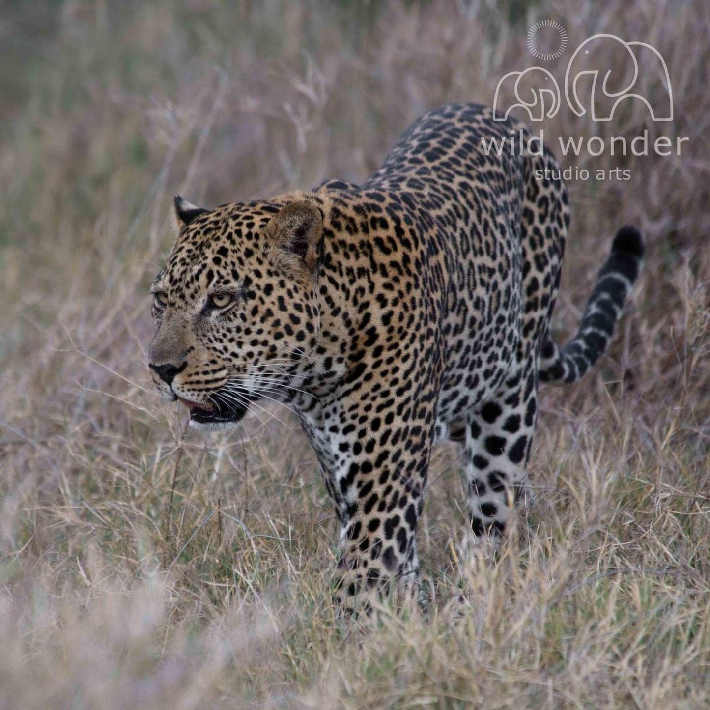 A leopard walking through tall grass in a natural environment.