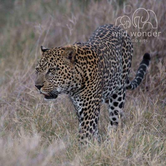 A leopard walking through tall grass in a natural environment.