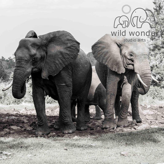A black and white photograph of two elephants standing in a grassy field, with a studio arts logo in the background.