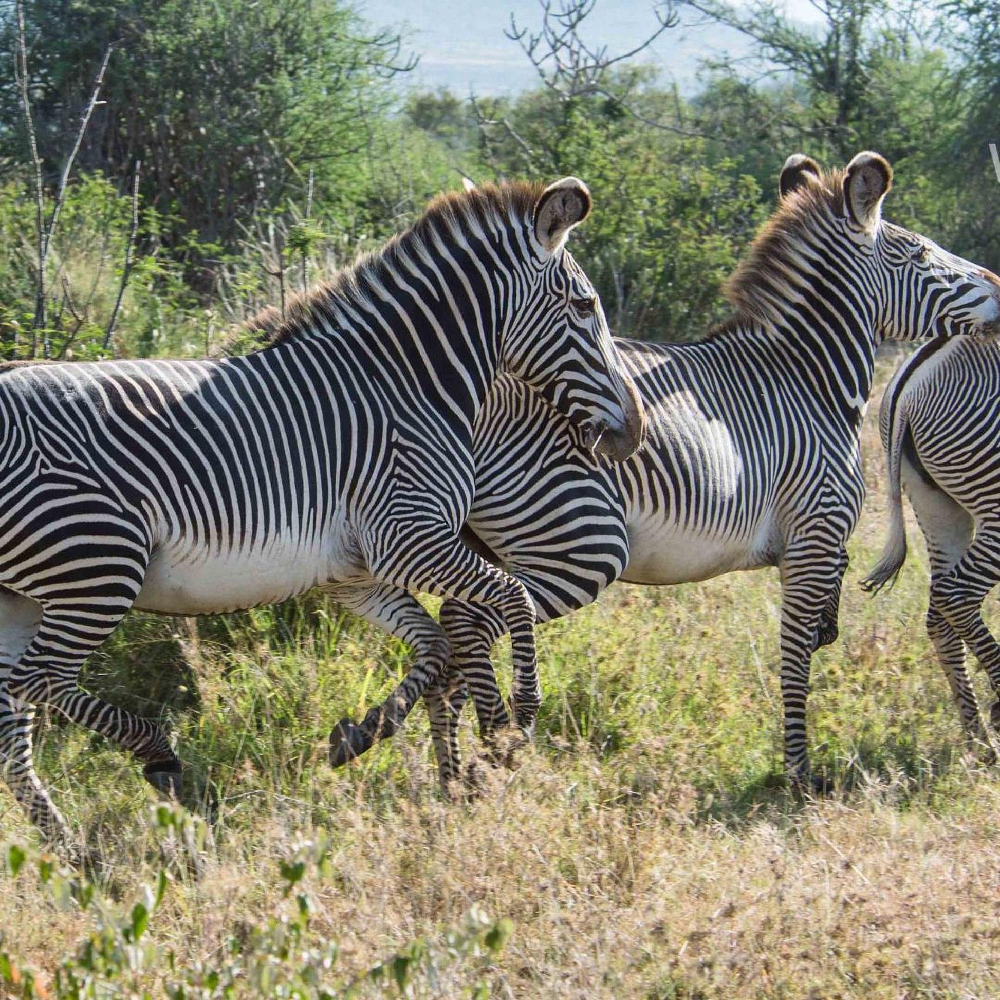 Three zebras standing in a grassy field with trees in the background.