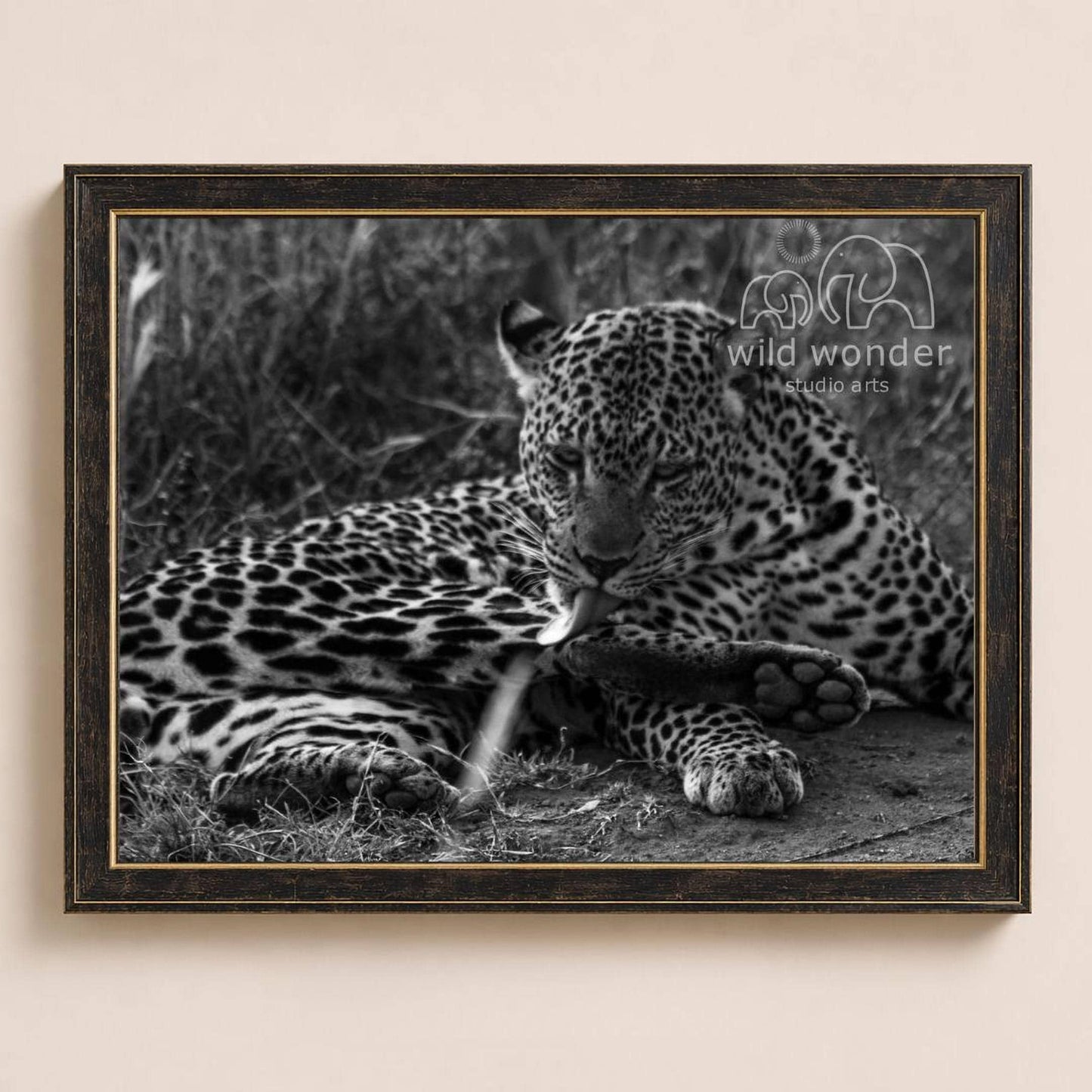 A leopard resting in the grass, with its tongue out, in a black and white image.