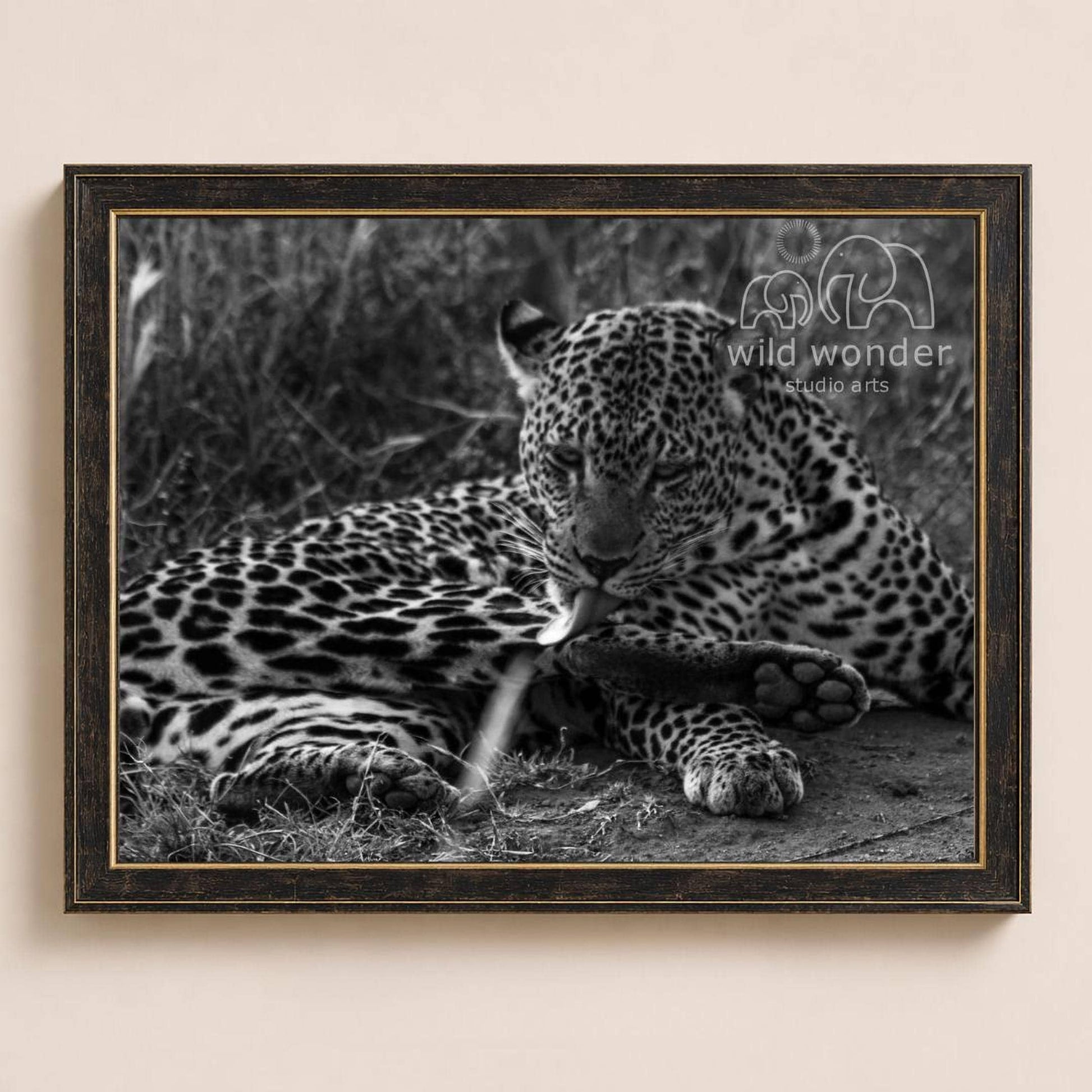 A leopard resting in the grass, with its tongue out, in a black and white image.