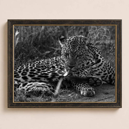 A leopard resting in the grass, with its tongue out, in a black and white image.