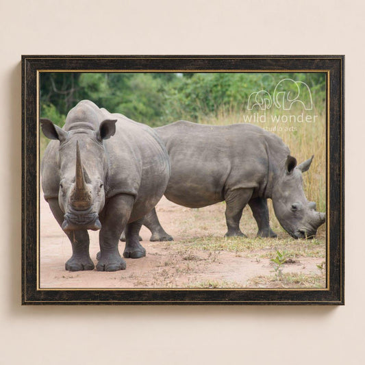 Two rhinoceroses standing in a grassy field, one facing the camera and the other grazing.