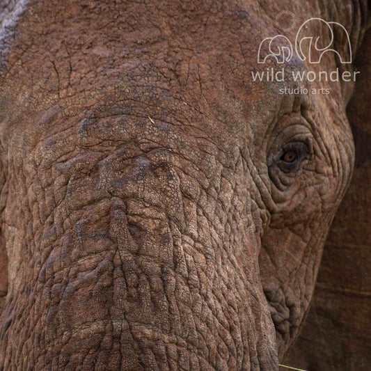 A close-up view of the wrinkled and textured skin of an elephant's head, with a blurred background that appears to be a studio or art setting.