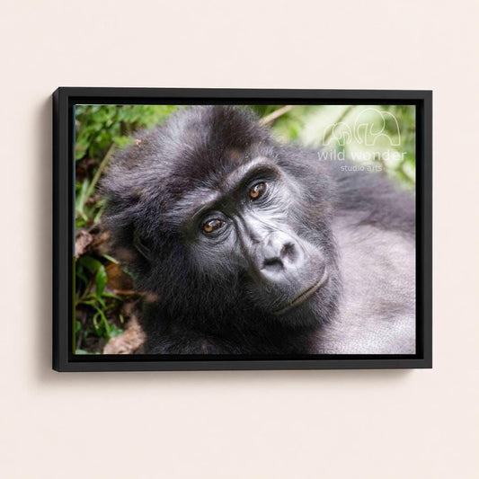 A close-up portrait of a gorilla, with its dark fur and intense gaze, set against a lush, green background.