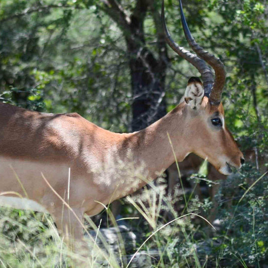A brown impala with large curved horns stands in a grassy area, surrounded by trees and vegetation.