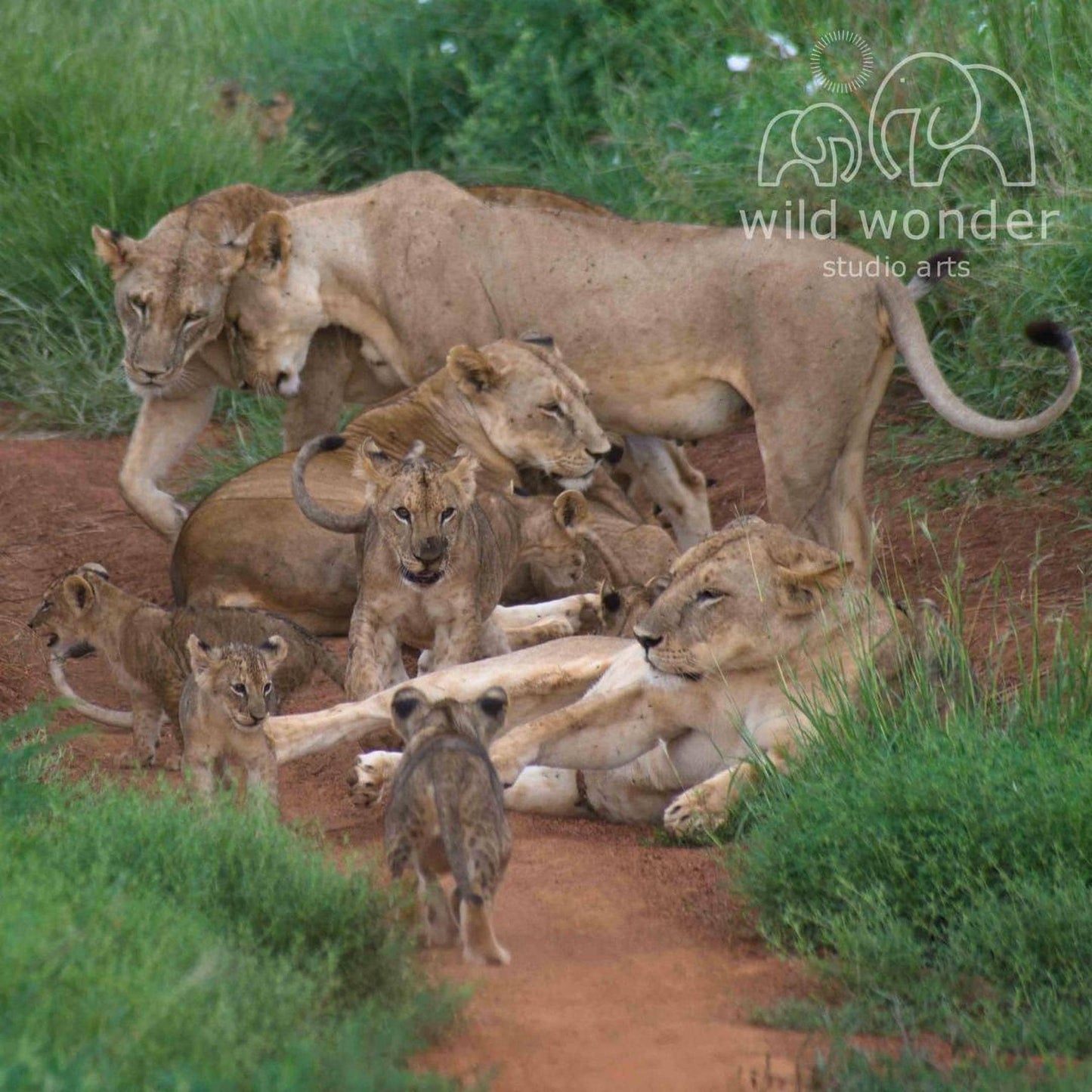 A group of lions, including adult and young ones, resting and standing on a dirt path in a grassy area.