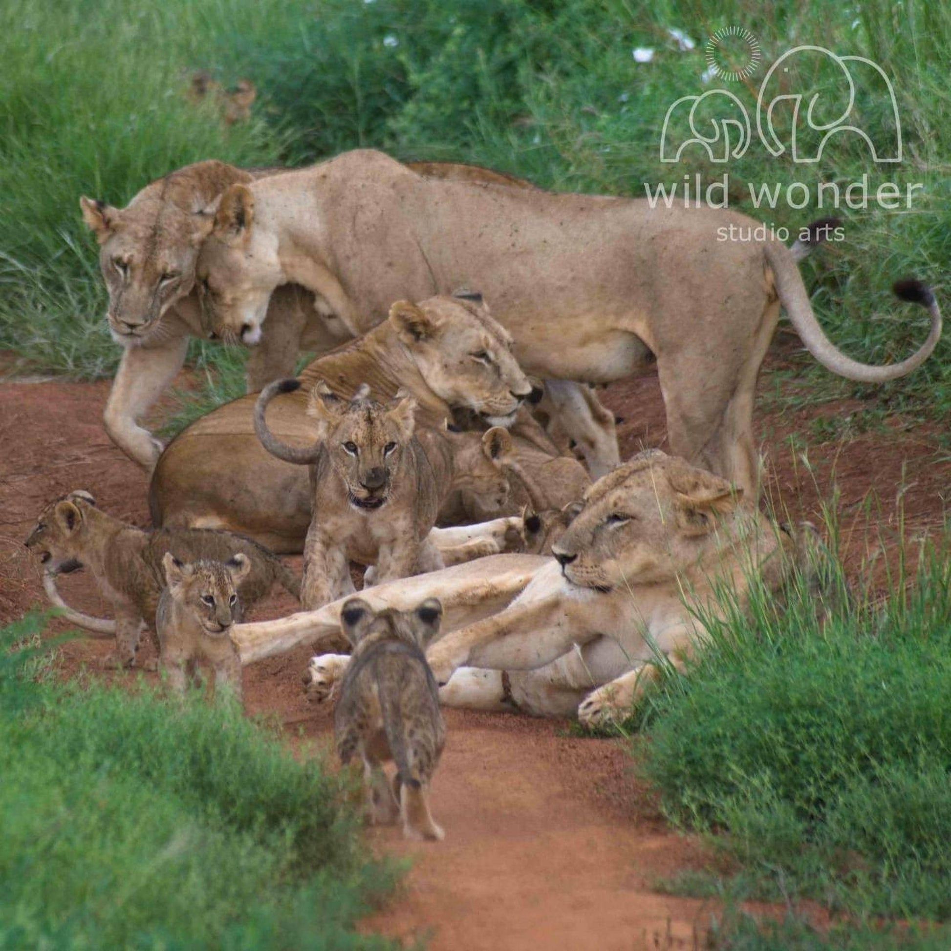 A group of lions, including adult and young ones, resting and standing on a dirt path in a grassy area.