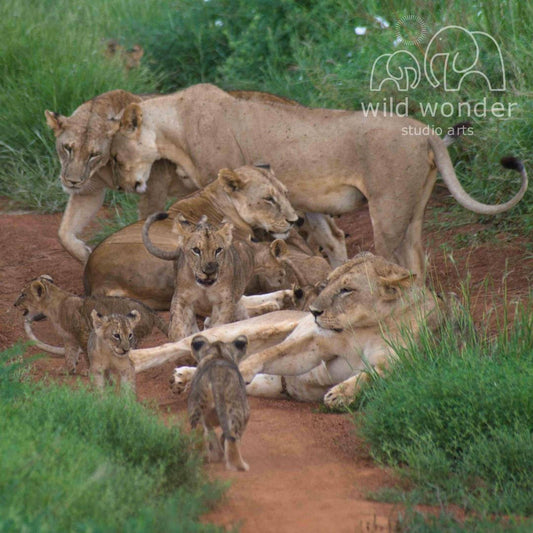 A group of lions, including adult and young ones, resting and standing on a dirt path in a grassy area.