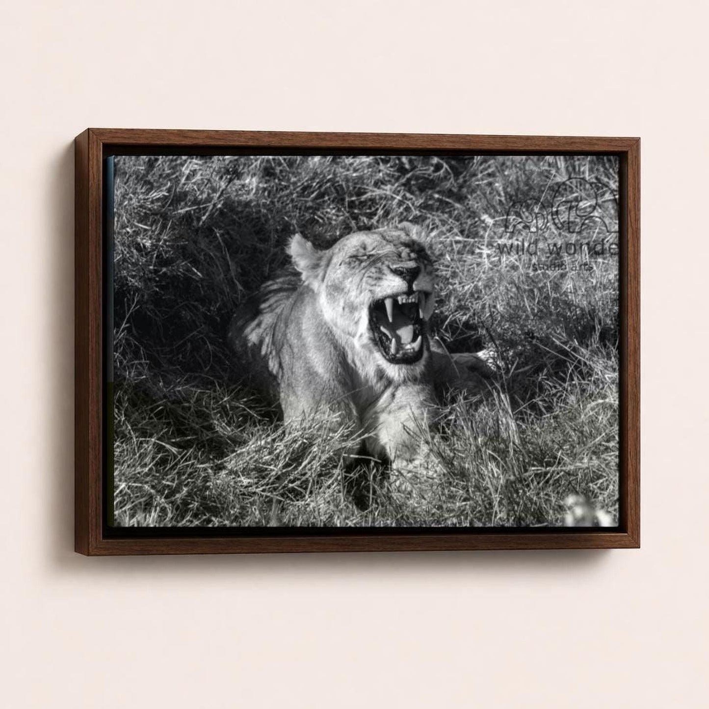 A black and white photograph of a lioness sitting in tall grass, with its mouth open and teeth bared, appearing to be roaring.