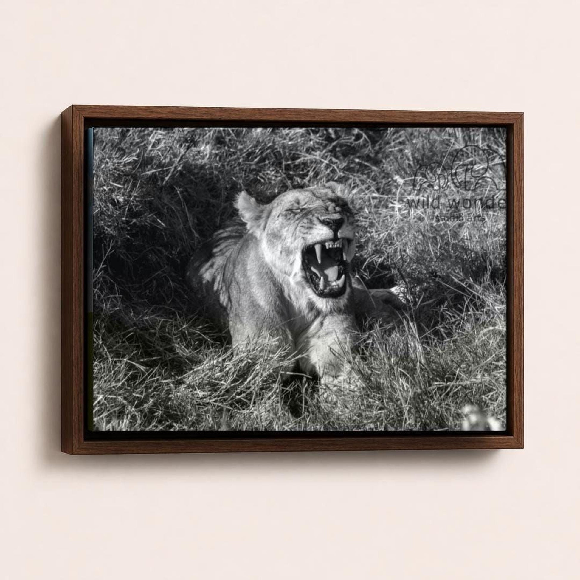 A black and white photograph of a lioness sitting in tall grass, with its mouth open and teeth bared, appearing to be roaring.
