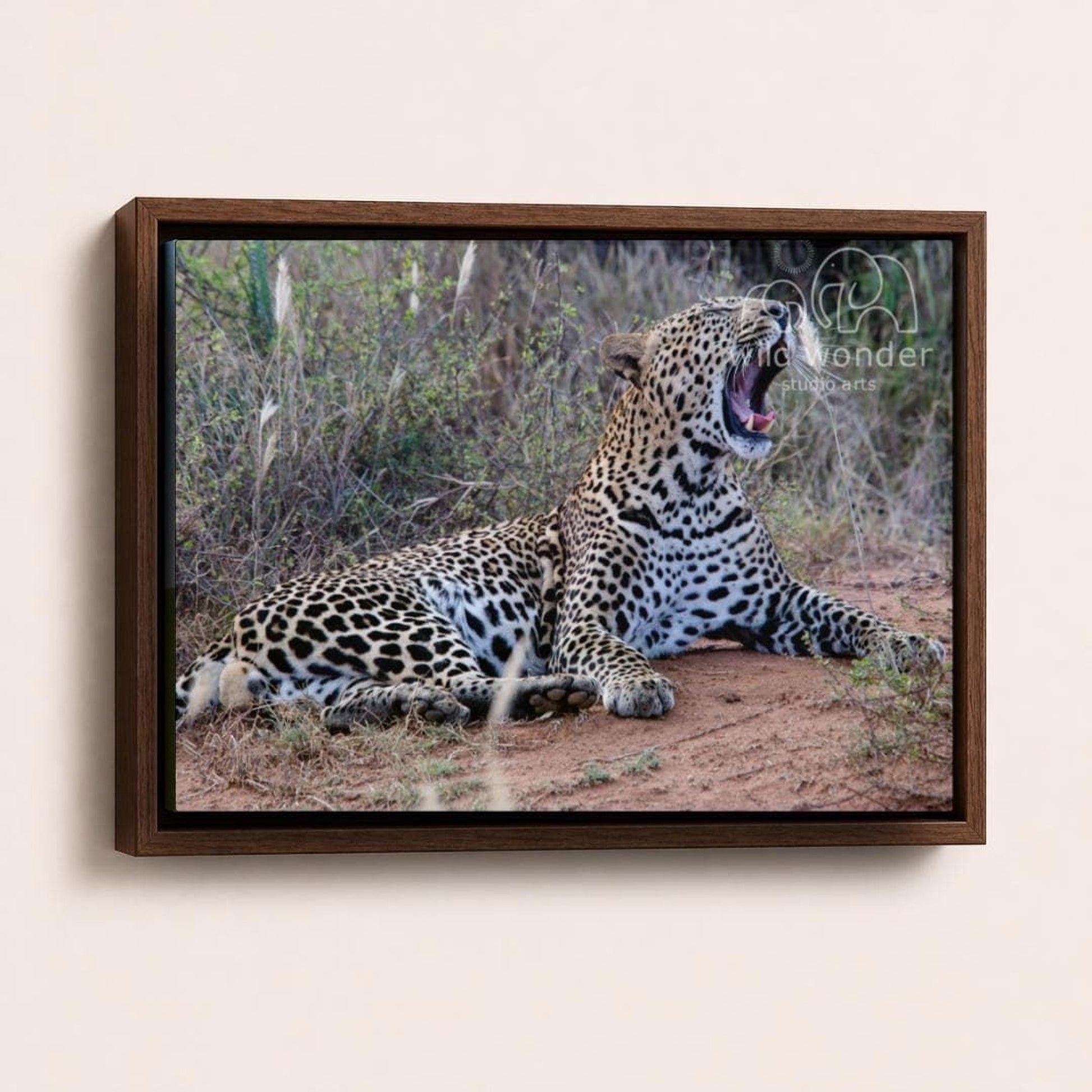 A leopard is lying on the ground, stretching its mouth wide open, in a natural setting with tall grass and vegetation.