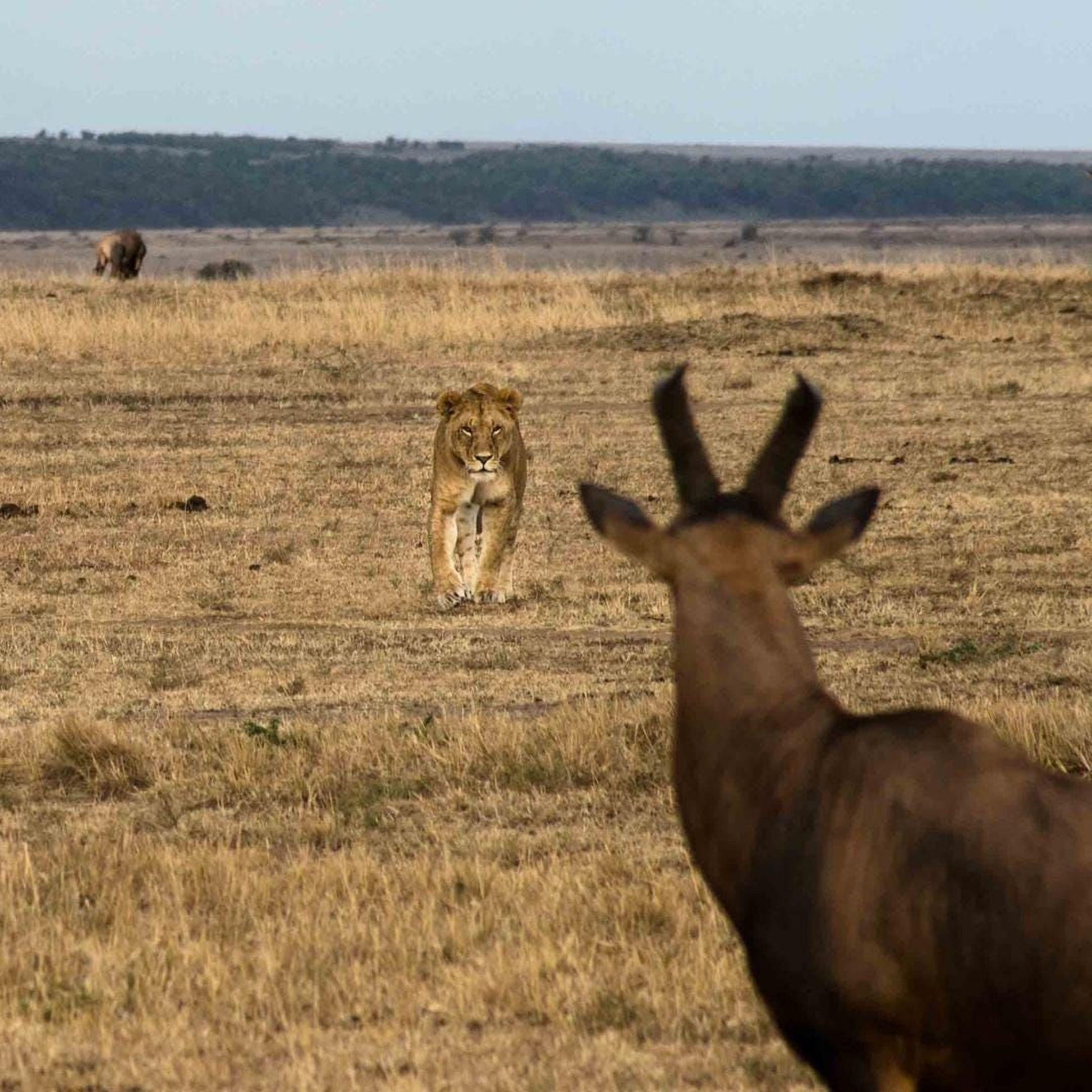A lioness walks through a dry grass field, while a brown antelope stands in the foreground, with a distant herd of antelopes visible in the background.