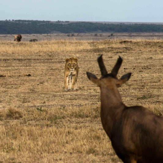 A lioness walks through a dry grass field, while a brown antelope stands in the foreground, with a distant herd of antelopes visible in the background.